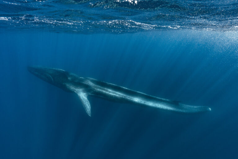 Antarctica: An exceptional gathering of cetaceans 